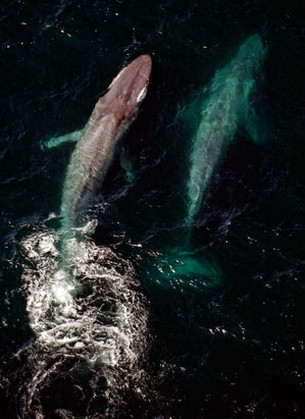 Cá voi xanh là loài động vật có vú sống ở biển thuộc phân bộ của cá voi tấm sừng. Với chiều dài khoảng 25 – 27 m (con cá voi xanh dài nhất được biết đến hiện nay dài 33,5m) và trọng lượng khoảng 210 tấn hoặc có thể hơn, cá voi xanh là loài động vật lớn nhất được biết đã từng tồn tại .