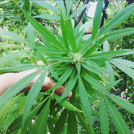 Trum ma tuy Mexico khoe “hau cung” day gai dep, thu du-Hinh-8