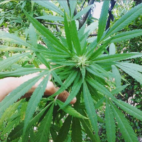 Trum ma tuy Mexico khoe “hau cung” day gai dep, thu du-Hinh-8