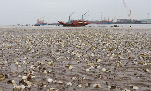 Kinh hoang canh ngao chet trang bai nuoi nhin nhu “ngay tan the“