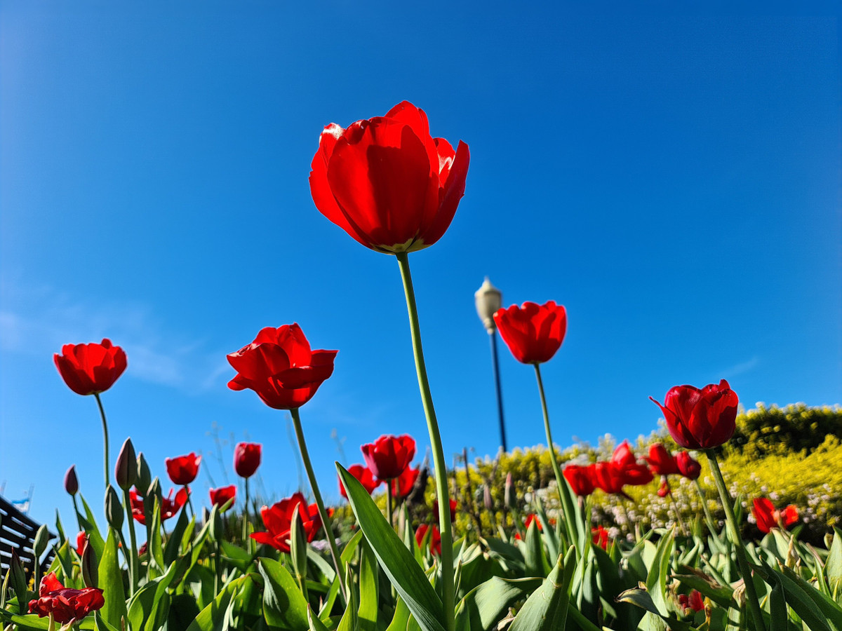 Chụp xóa phông được cải thiện: Chiếc smartphone mới của Samsung đã được cải tiến khá nhiều về khả năng chụp ảnh xóa phông, cận cảnh. Hình ảnh cho ra mịn, chủ thể là những bông hoa được làm nổi bật, độ xóa phông tự nhiên và không có tình trạng lem nhem.