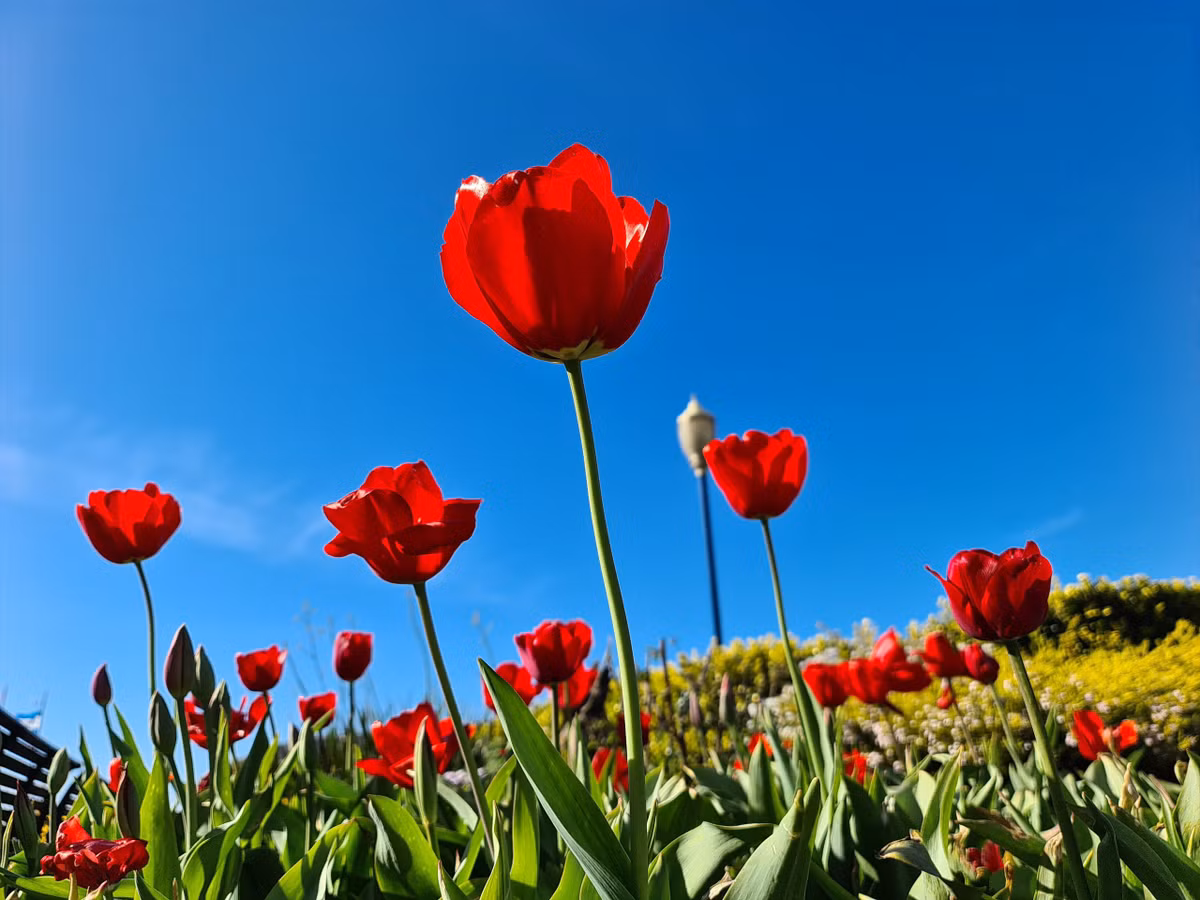 Chụp xóa phông được cải thiện: Chiếc smartphone mới của Samsung đã được cải tiến khá nhiều về khả năng chụp ảnh xóa phông, cận cảnh. Hình ảnh cho ra mịn, chủ thể là những bông hoa được làm nổi bật, độ xóa phông tự nhiên và không có tình trạng lem nhem.