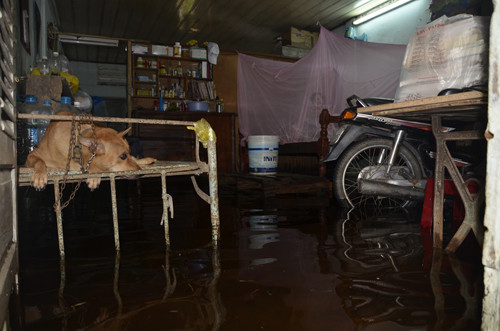 Vật dụng được kê lên để tránh nước và vật nuôi cũng cùng chung cảnh khổ.