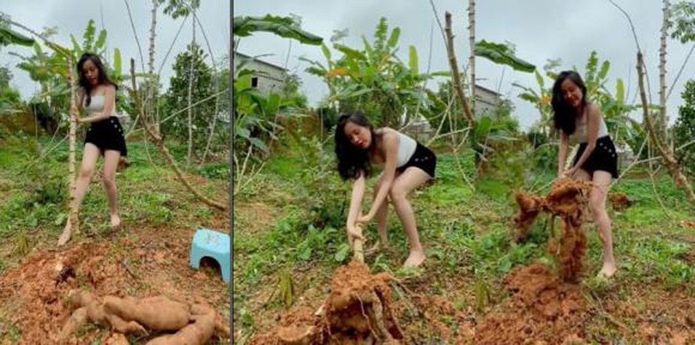 Ngoài ra phải kể đến là khoảnh khắc ghi lại cô nàng đang nhổ sắn hút hơn 11 nghìn lượt like, hơn 1 nghìn bình luận và 26 chia sẻ. Khi quay clip bà Tưng cố vén tóc, xoay người để khoe vòng 1 cũng từng trở thành tâm điểm bàn luận.