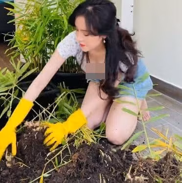 Người đẹp xứ Nghệ cho biết cô dành một khoảng đất trong sân nhà để trồng cây, sau 7 tháng đã có những củ gừng tròn to để ăn.