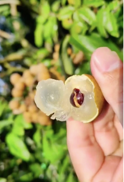 Dù mọc sai quả chi chít nhìn vô cùng thích mắt, thế nhưng vì mọc không đúng nơi đúng chỗ nên netizen phải tức giận thay vì cây nhãn phản chủ này.