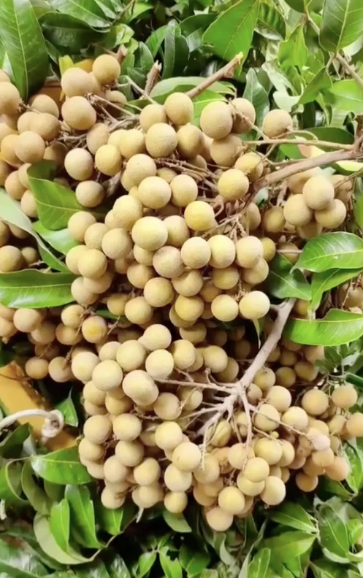 Tuy nhiên cây nhãn sai quả này lại có vị trí mọc vô cùng khó hiểu, đó là phần cành trĩu quả không nằm tại nhà chủ mà chìa hết sang nhà hàng xóm.