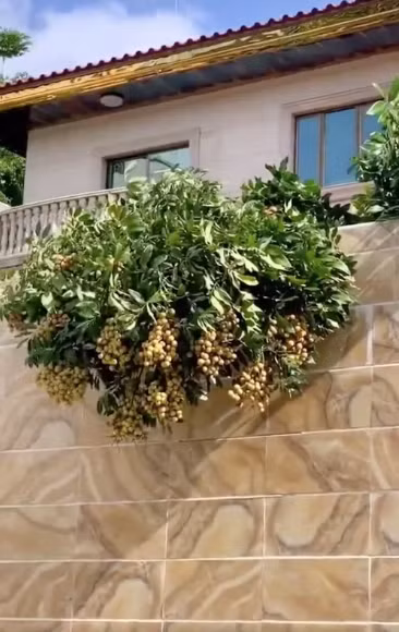 Cây nhãn này trồng ở sát bờ tường, cho quả sai lúc lỉu, trĩu trịt ai nhìn cũng thích mắt.