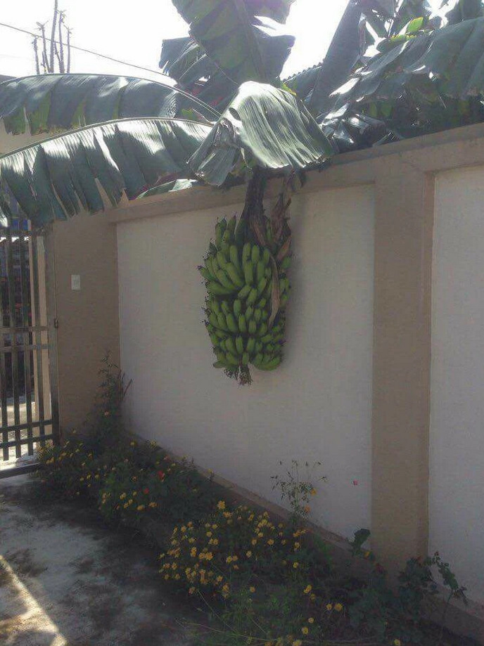 Trước đây, MXH từng xuất hiện nhiều loại cây phản chủ khiến chủ nhân của nó chỉ biết khóc thét.