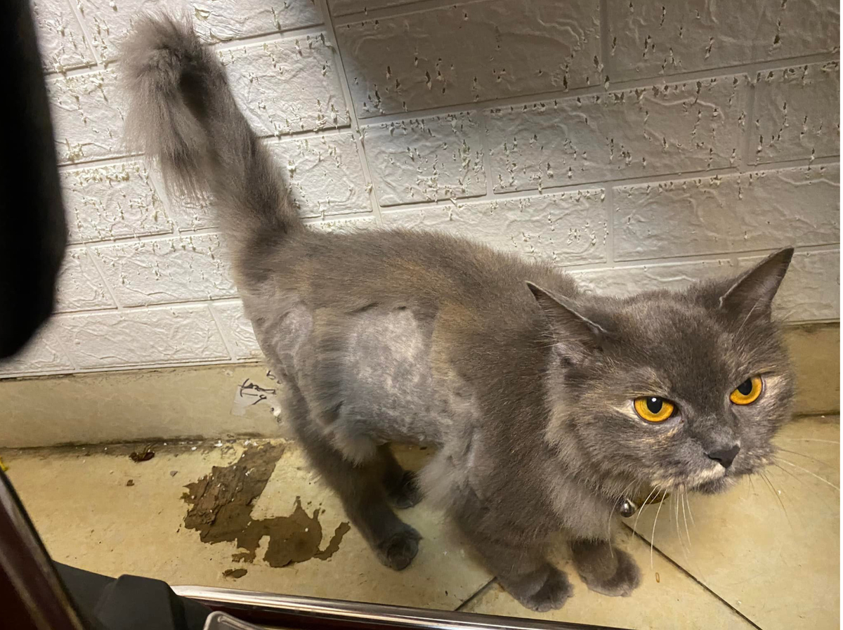 Chưa hết, cô bé này còn tiện tay làm luôn vài đường cho bạn mèo trụi lông một mảng. Dưới phần bình luận, các mẹ bỉm vừa thương vừa không nhịn được cười trước ngoại hình mới của em bé và mèo cưng.