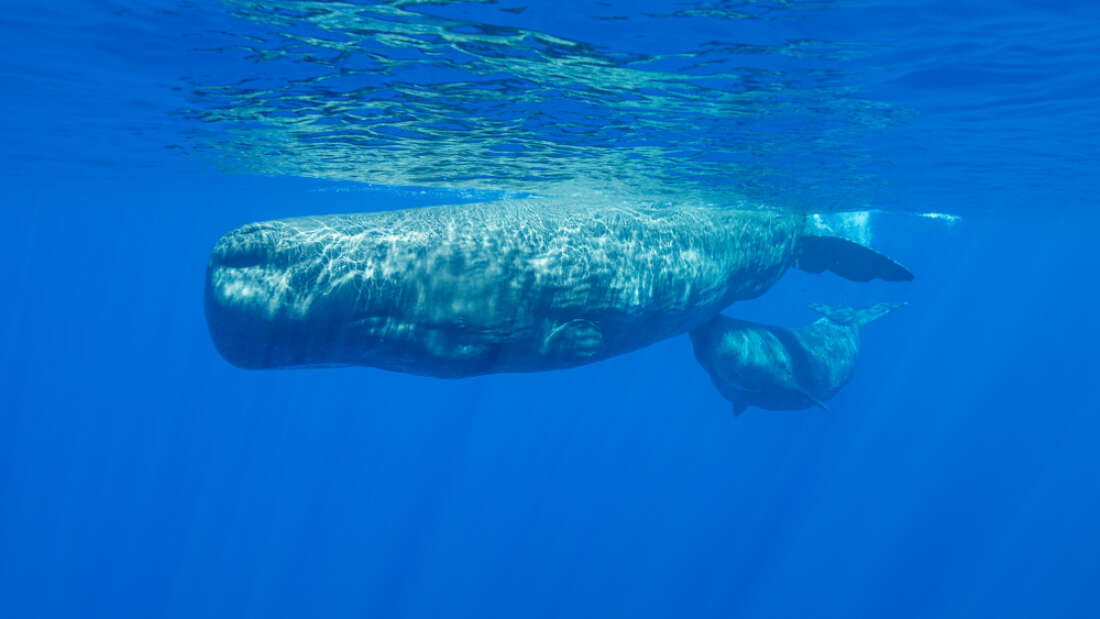 Khoanh khac hiem gap quay can canh ca nha tang bu sua me