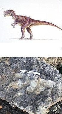 Theo nhà khảo cổ Woods, dấu chân khủng long hóa thạch có chiều dài khoảng 0,9m. Đây là dấu chân khủng long hóa thạch lớn nhất từng được tìm thấy ở Yorkshire tính đến thời điểm hiện nay.