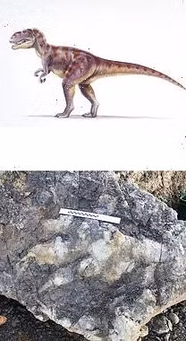 Theo nhà khảo cổ Woods, dấu chân khủng long hóa thạch có chiều dài khoảng 0,9m. Đây là dấu chân khủng long hóa thạch lớn nhất từng được tìm thấy ở Yorkshire tính đến thời điểm hiện nay.