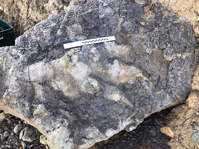 Loài khủng long này có chiều dài khoảng 8 - 9,14m. Với những thông tin này, các chuyên gia hoài nghi đó có thể là loài khủng long Megalosaurus sống cách đây khoảng 175 - 164 triệu năm.