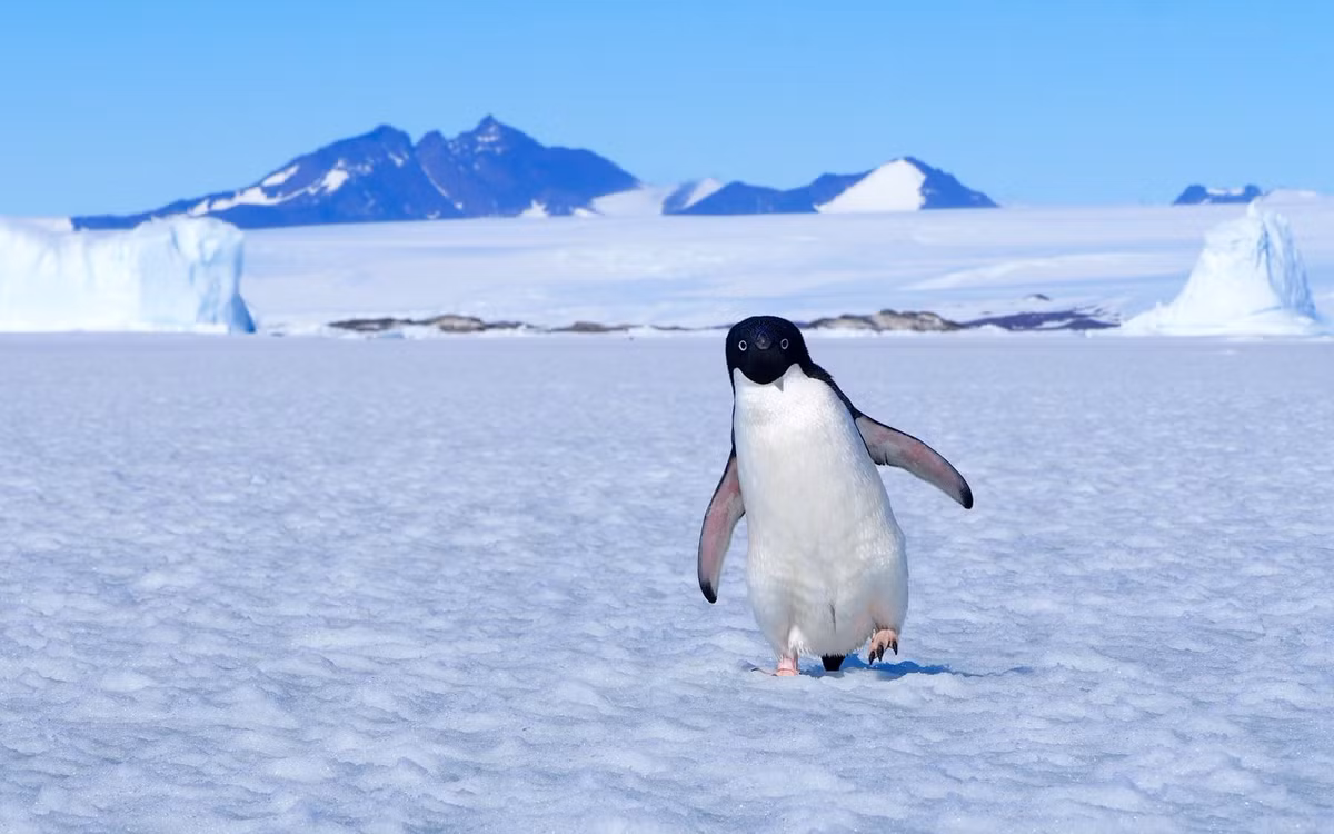 Thế nhưng, đến nay, chưa có kim tự tháp nào được tìm thấy ở Nam Cực. Dù vậy, họ vẫn không bỏ cuộc và tiếp tục tìm kiếm dấu vết của nền văn minh cổ xưa từng sống ở vùng đất băng giá này.