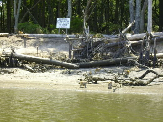Mặc dù cấm du khách đặt chân lên đảo Morgan nhưng du khách có thể nhìn thấy những con khỉ bằng cách đi thuyền hoặc chèo thuyền kayak quanh hòn đảo.