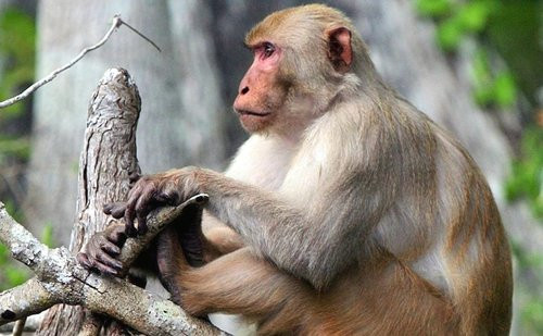 Mặc dù hiện này những con khỉ rhesus không còn được sử dụng nhiều để nghiên cứu nhưng chúng vẫn nằm trong diện được giới chức trách bảo vệ.