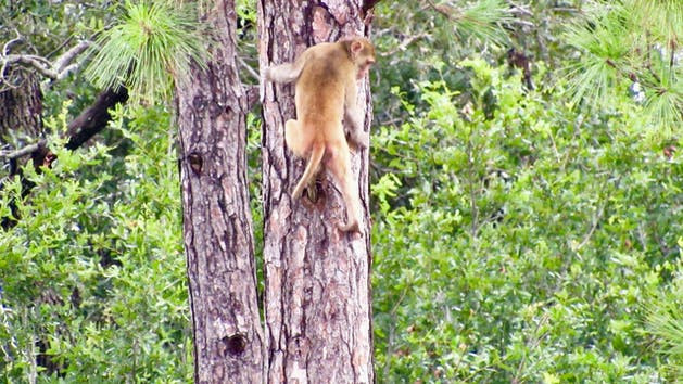 Các nhà khoa học thuộc Viện Hàn lâm Quốc gia về Dị ứng và Bệnh truyền nhiễm là nhóm đối tượng duy nhất được phép lên đảo để thực hiện các nghiên cứu.