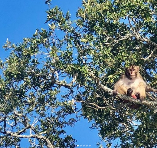 Trước sự việc này, nhiều người tò mò vì sao trên hòn đảo Morgan có số lượng khỉ lớn như vậy.