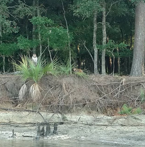 Luật pháp South Carolina cấm du khách đặt chân lên đảo nhằm đảm bảo an toàn cho mọi người cũng như tránh gây ảnh hưởng tiêu cực đến cuộc sống của đàn khỉ.