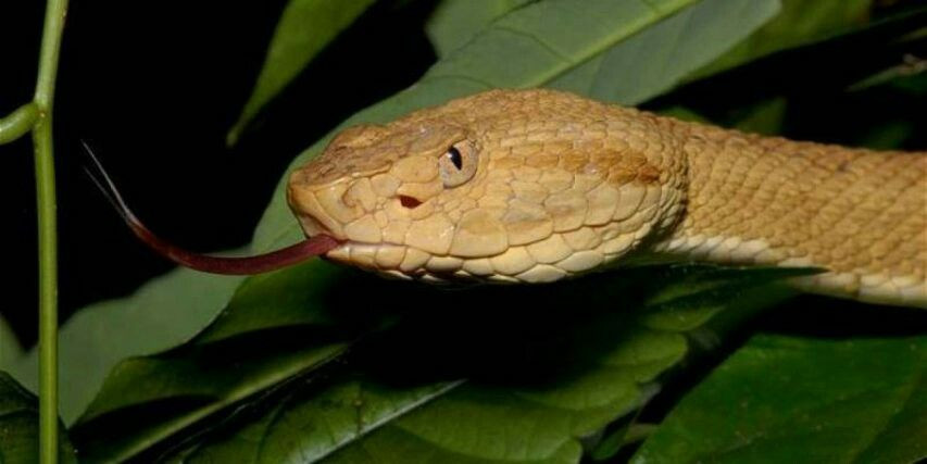 Những con rắn hổ lục đầu vàng có thể dài hơn 45 cm. Khác với các loài rắn trên đất liền, loài rắn trên đảo Ilha da Queimada Grande có sự tiến hóa khác nên nọc độc của chúng nguy hiểm, chết chóc hơn.