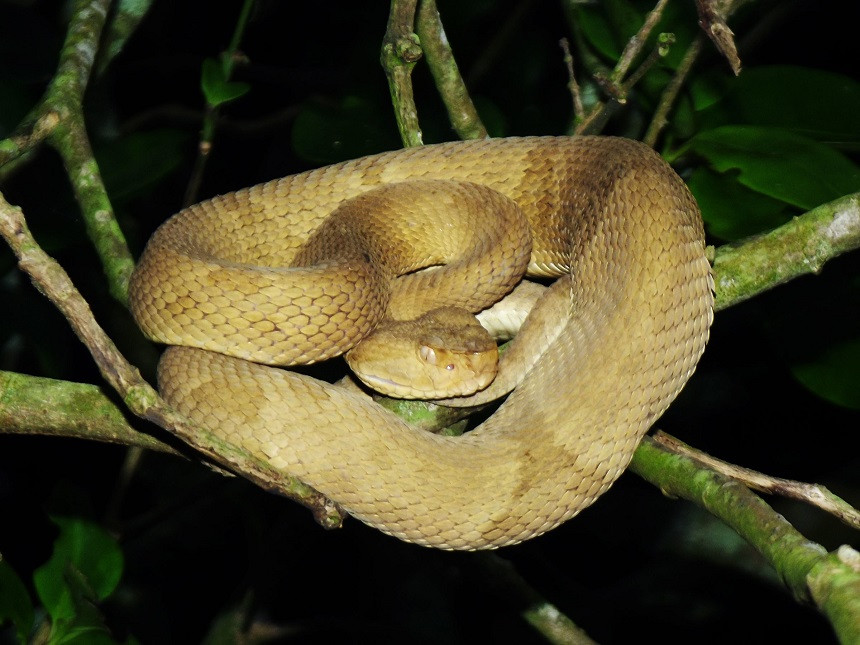 Các chuyên gia cho hay, rắn hổ lục đầu vàng nằm trong top rắn độc trên thế giới. Nọc độc của loài rắn này có thể khiến người bị rắn cắn có các triệu chứng như: sưng, đau đầu, nôn mửa, bầm tím, xuất huyết máu trong nước tiểu, chảy máu đường ruột, suy thận...