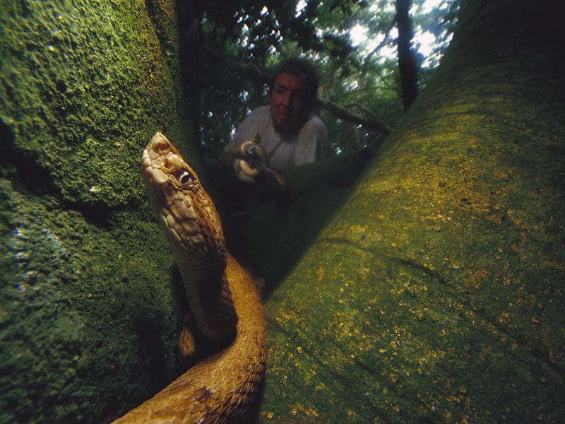 Vì vậy, giới chức Brazil cấm người dân đặt chân lên đảo. Chỉ có những nhà khoa học, chuyên gia được cấp phép mới có thể đến đây để thực hiện các dự án nghiên cứu.