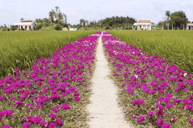 Cung đường hoa mười giờ nằm giữa một cánh đồng lúa ở thị xã Gò Công từng gây sốt trên mạng xã hội, thu hút du khách tới đây tham quan, check - in. Ảnh: Laodong.