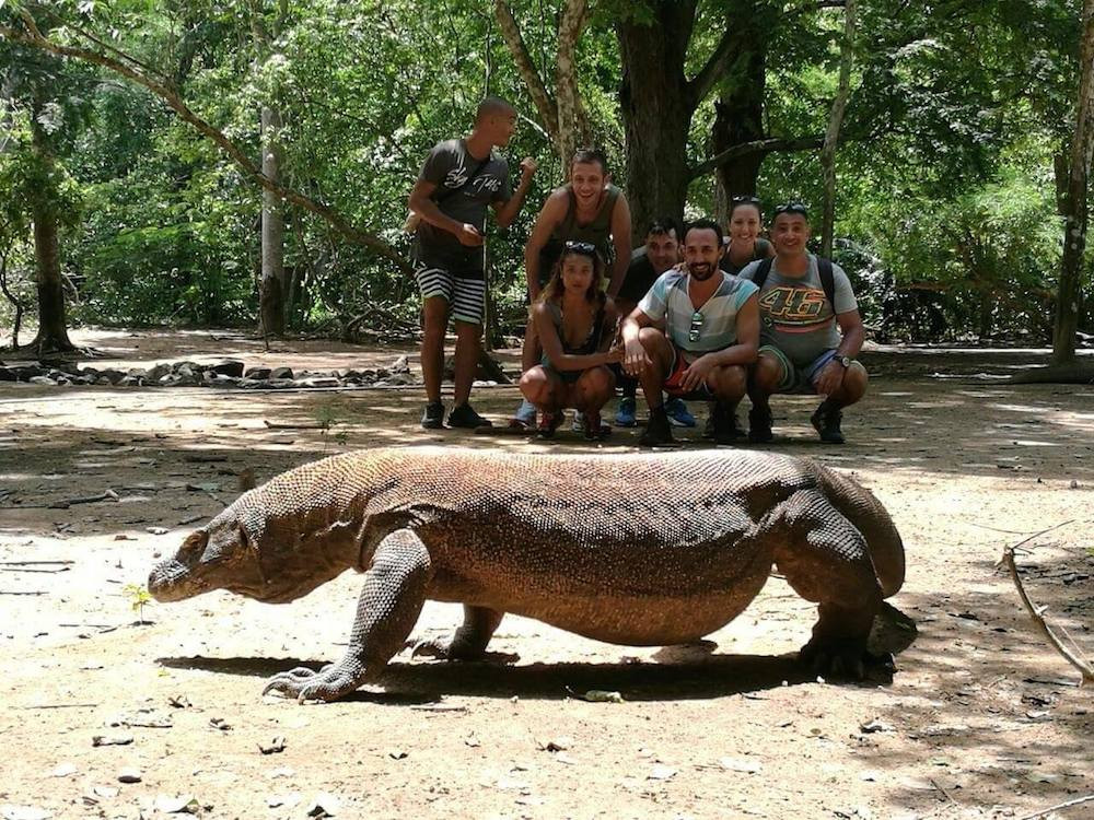 Đối với những con mồi có kích thước lớn như trâu, lợn..., thời gian rồng komono ăn thịt chúng sẽ lâu hơn.