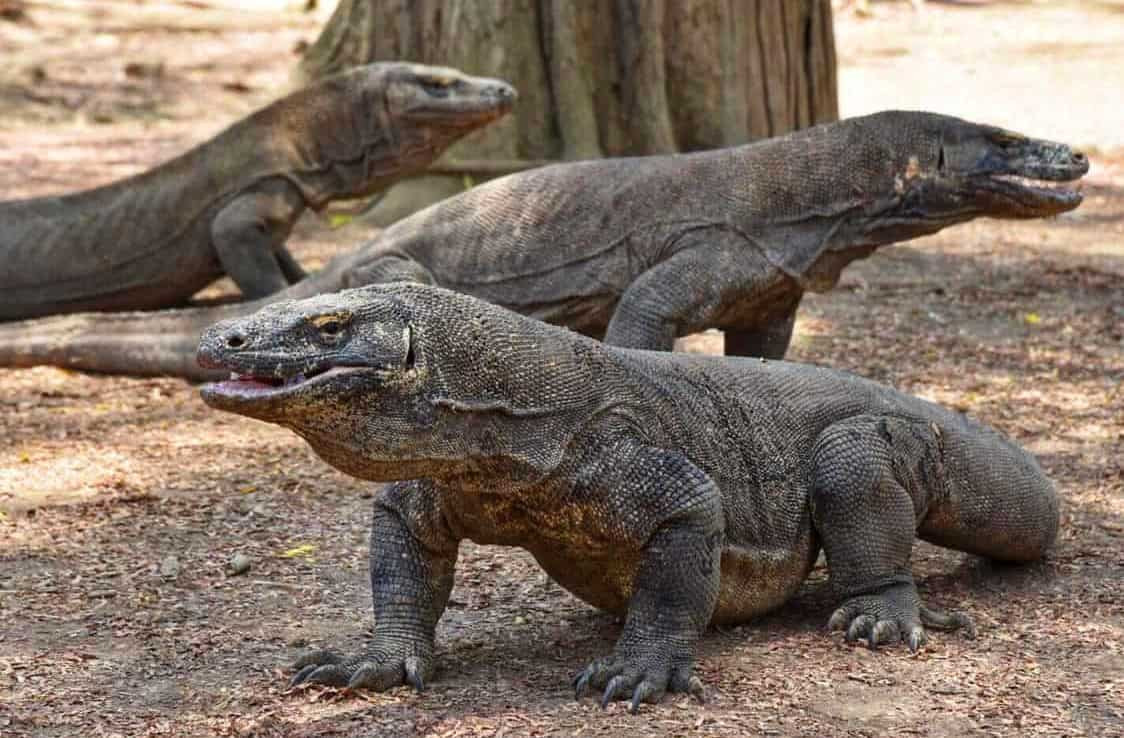 Loài thằn lằn này còn khiến giới khoa học và công chúng sửng sốt hơn khi có thể ăn con mồi nặng bằng 80% trọng lượng cơ thể của rồng komono.