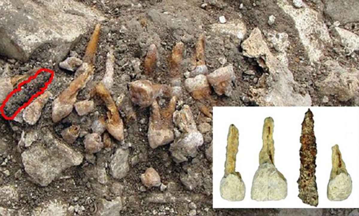 Cụ thể, chiếc răng có kích thước và hình dạng khá giống với răng cửa hàm trên của người phụ nữ thuộc nền văn minh Celtic.