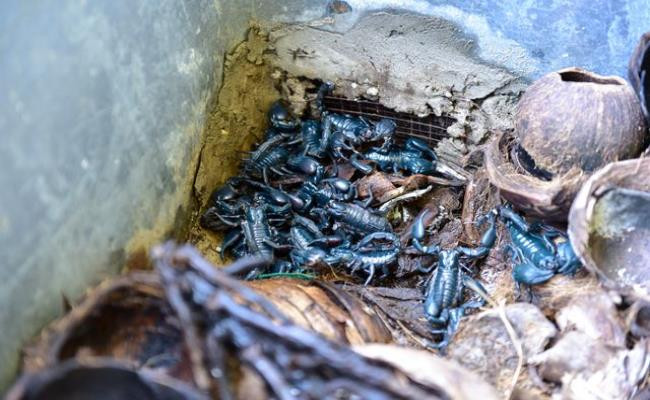 Hiện tại, bọ cạp có giá bán buôn dao động từ 400.000 đến 450.000 đồng/kg. Theo các nghiên cứu Y học hiện nay, bọ cạp rất giàu protein, calcium và acid amin.