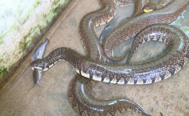 Hiện tại trên thị trường, rắn hổ mang có giá bán 800.000 đồng/kg, rắn hổ trâu 1,2 triệu đồng/kg.