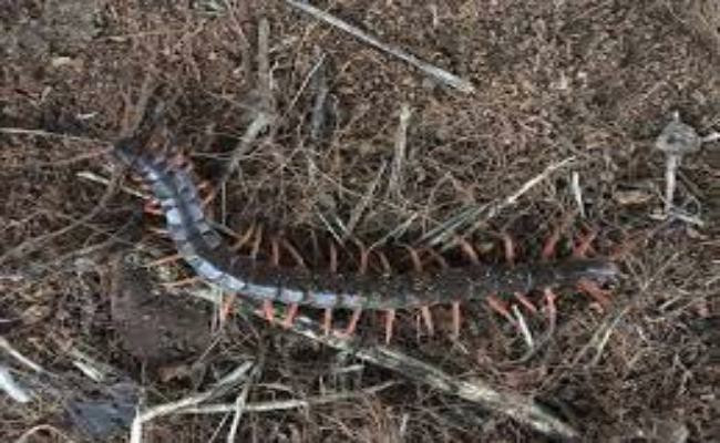 Đây là loài côn trùng dễ nuôi, đẻ nhiều. Rết đạt 6 tháng tuổi thì bắt đầu sinh sản, một lần khoảng 150 trứng. Khi rết cái sinh sản thường đào hang sâu và sau 40 ngày thì nở thành rết con. Thức ăn cho rết chủ yếu là các loài côn trùng nhỏ như dế, sâu hoặc có thể là thịt sống. Trên thị trường, rết được bán theo con. Loại dài từ 17cm trở lên có giá 15.000 – 20.000đ/con, rết chúa được bán với giá 30.000/con.