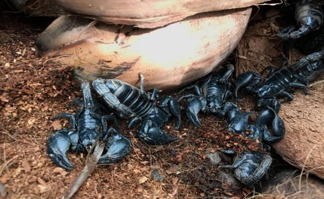 1 kg bọ cap có trung bình từ 90 – 110 con. Bọ cạp con mới đẻ nuôi đến hơn 2 tháng là đã có thể xuất thịt thương phẩm. Cho tới nay, người ta vẫn chưa xác định được tuổi thọ tối đa của bọ cạp. Thông thường, chúng có tuổi thọ từ 4 cho tới 40 năm. Tất cả bọ cạp đều có nọc độc, nọc này có thể gây ra các phản ứng đau, sưng phồng hoặc tê cứng nếu bị cắn.