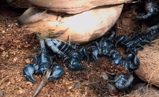 1 kg bọ cap có trung bình từ 90 – 110 con. Bọ cạp con mới đẻ nuôi đến hơn 2 tháng là đã có thể xuất thịt thương phẩm. Cho tới nay, người ta vẫn chưa xác định được tuổi thọ tối đa của bọ cạp. Thông thường, chúng có tuổi thọ từ 4 cho tới 40 năm. Tất cả bọ cạp đều có nọc độc, nọc này có thể gây ra các phản ứng đau, sưng phồng hoặc tê cứng nếu bị cắn.