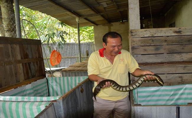 Để tạo ra 1kg rắn thịt thương phẩm, người nuôi chỉ tốn khoảng 450.000 đồng tiền thức ăn và con giống.