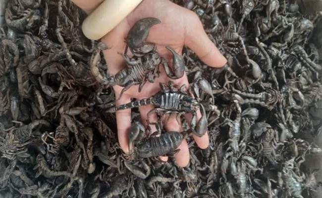 Do đó, bọ cạp được nhiều nhà hàng thu mua để chế biến thành món ăn. Những thực đơn làm từ loài kịch độc này rất dễ thu hút thực khách. Một trang trại nuôi côn trùng cho biết, trung bình mỗi tháng họ xuất ra thị trường khoảng khoảng 2 - 3 tạ bọ cạp.