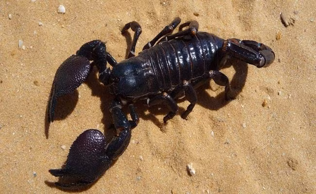 Ngoài rắn thì bọ cạp cũng là loài côn trùng có thể chế biến thành đặc sản và có giá trị dược liệu rất cao.