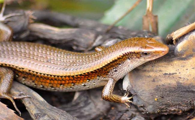 Do đó, nghề nuôi những loài “động vật tử thần” này là một trong những mô hình kinh tế hiệu quả lớn, thu nhập cao ở Việt Nam.