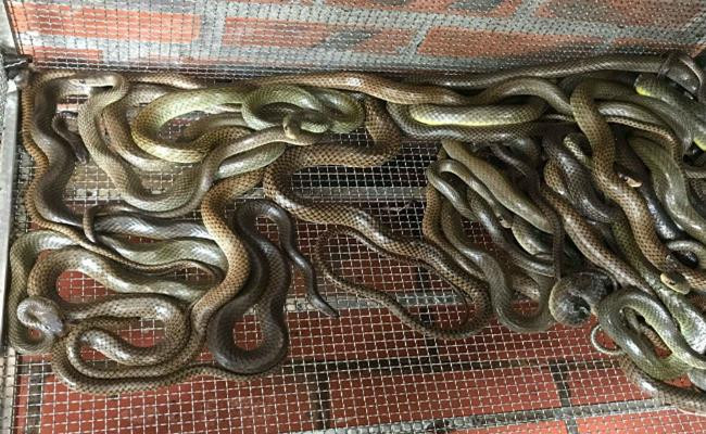 Nuôi rắn là một nghề ẩn chứa cực nhiều nguy hiểm và rủi ro, thậm chí đây còn được coi là nghề "tử thần". Nhưng cũng chính nghề "độc" ấy đã làm giàu cho rất nhiều người ở Việt Nam.