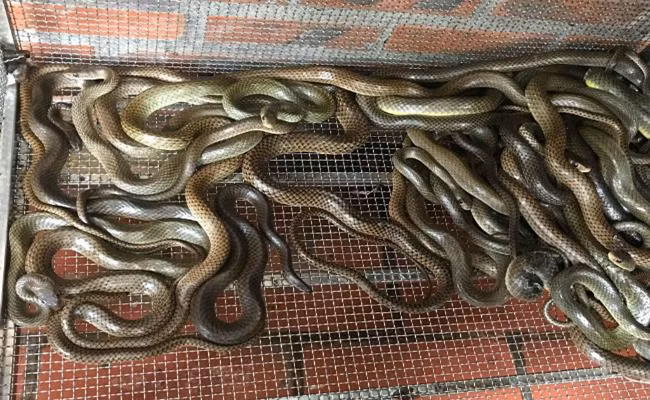 Nuôi rắn là một nghề ẩn chứa cực nhiều nguy hiểm và rủi ro, thậm chí đây còn được coi là nghề "tử thần". Nhưng cũng chính nghề "độc" ấy đã làm giàu cho rất nhiều người ở Việt Nam.