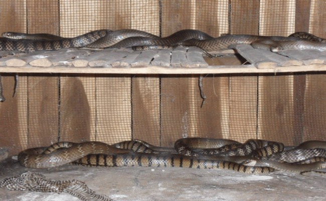 Một người nuôi rắn ở Quảng Bình cho biết, tính bình quân, sau khi trừ các khoản chi phí đầu vào, họ thu về từ 80 - 100 triệu đồng/năm từ rắn.