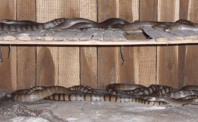 Một người nuôi rắn ở Quảng Bình cho biết, tính bình quân, sau khi trừ các khoản chi phí đầu vào, họ thu về từ 80 - 100 triệu đồng/năm từ rắn.