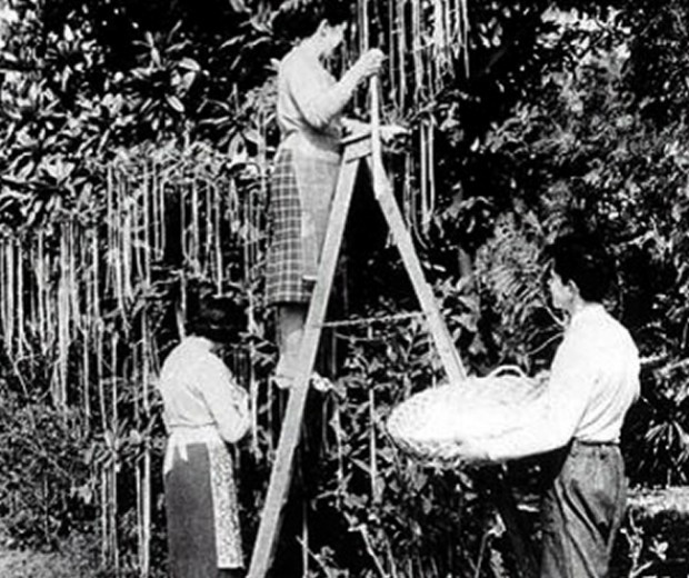 Để mọi người càng tin vào thông tin giả này, người dẫn chương trình Panorama là Richard Dimbleby còn nói với khán giả rằng, vụ mùa mì spaghetti năm đó rất tốt.