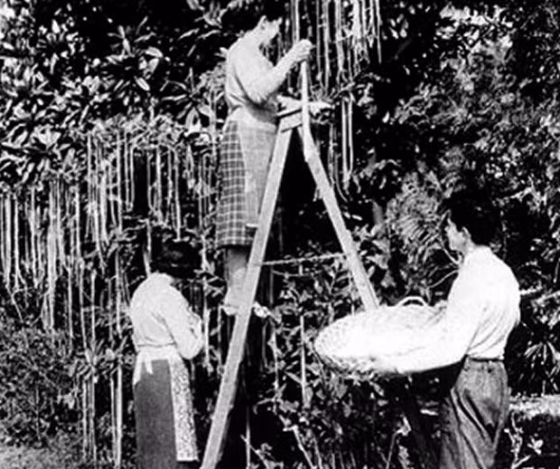 Để mọi người càng tin vào thông tin giả này, người dẫn chương trình Panorama là Richard Dimbleby còn nói với khán giả rằng, vụ mùa mì spaghetti năm đó rất tốt.