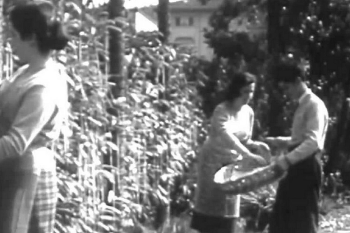 Sau khi chương trình trên của BBC được phát sóng, hàng trăm người tin rằng thực sự có cây mì spaghetti.