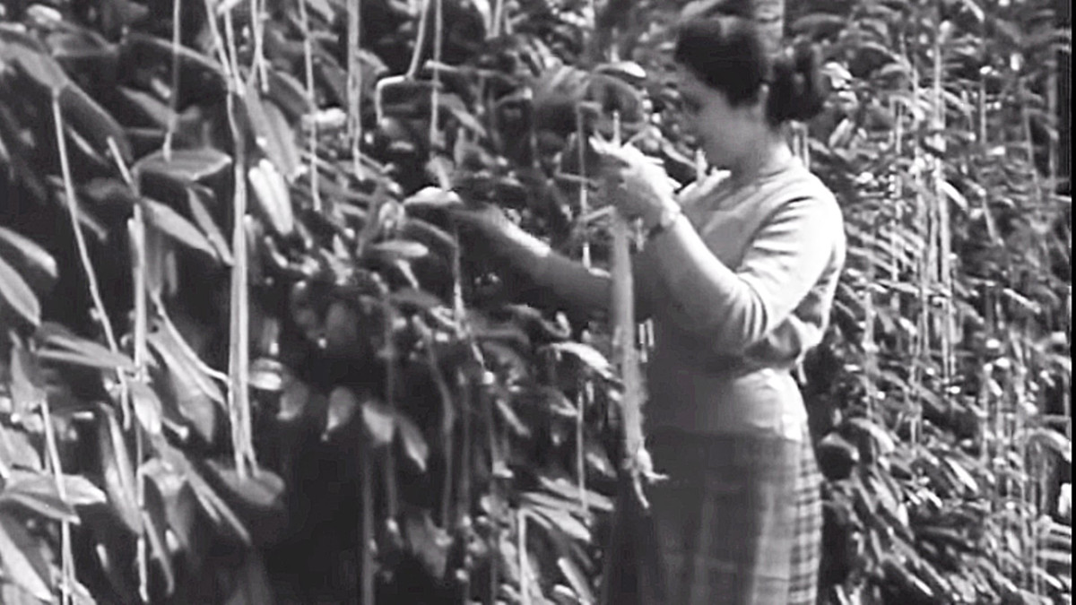 Đoạn video này khiến dư luận vô cùng quan tâm và thích thú khi ghi lại cảnh một gia đình ở Thụy Sĩ thu hoạch mì spaghetti từ cây. Sau đó, họ đem phơi khô mì spaghetti để bảo quản được lâu.