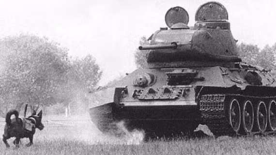 Chính quyền Hitler ôm tham vọng sẽ chiếm được Stalingrad chỉ trong thời gian ngắn nên dồn lực lượng và vũ khí "khủng" vào cuộc chiến tại thành phố này.