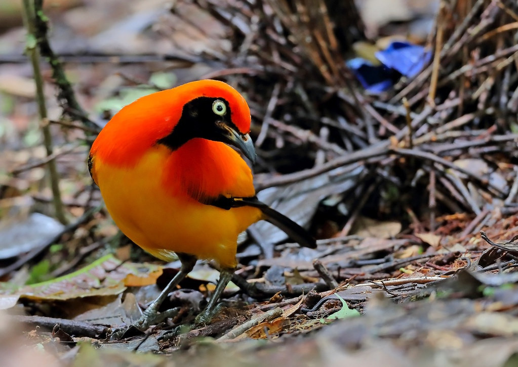 Khi chim cái tới, chúng sẽ biểu diễn màn mở đầu bằng nhiều cách khác nhau. Chlamydera nuchalis đực (bộ lông màu nâu xám) sẽ dạo quanh tổ của mình để khoe vẻ đẹp của ngôi nhà. Sericulus aureus vừa thực hiện điệu nhảy, vừa tạo ra những tiếng gọi khò khè từ cổ họng để nỗ lực quyến rũ con cái. Ảnh: Flickr.